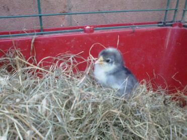 Chick in hay
