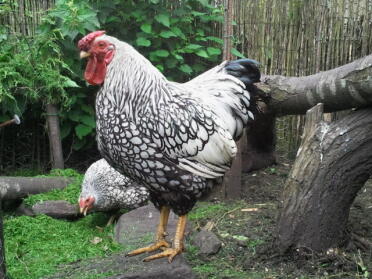 Two chickens in garden