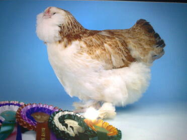 Chicken posing