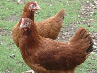 Two chickens outdoors