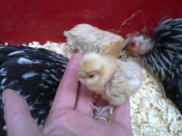 Chick held in hand with two chickens behind