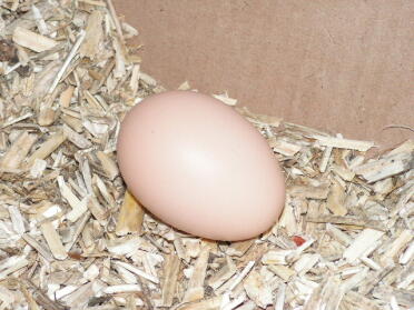 First Egg from Josephine!!!