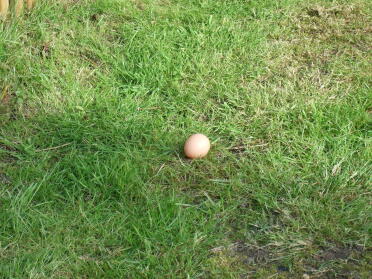 And another photo of the egg just to capture the moment!