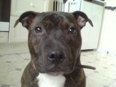 And this is marley :) such a  cutie don't you think?