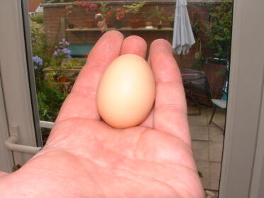 Dolly's 1st egg, small but perfectly formed