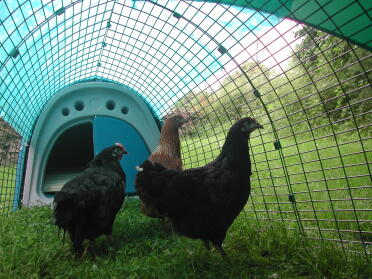 Henny Penny and Harriet, just arrived