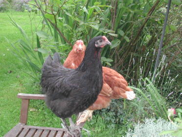 Henny and Penny free-ranging