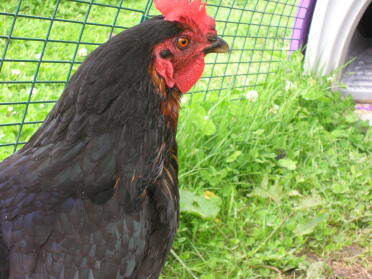 Rita the queen of the hen house is keeping a watchful eye on her young 'uns