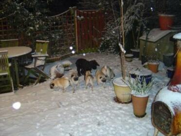 Dogs in Snow 2007