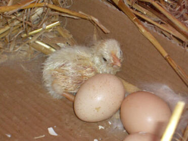 Herbert just hatched
