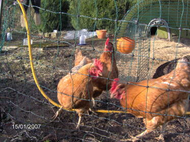 Dixie Chick, Atilla the Hen, Peckadilly & Artmeis Fowl (hidden) (l-r)