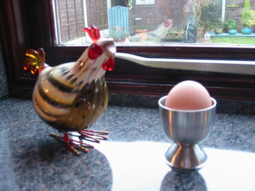 Our first ever egg, laid very cleverly by Saffron our Warren Brown Hen.