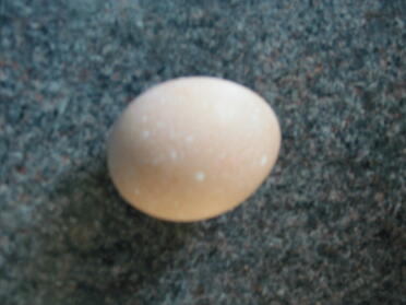 Ambers First Egg, lovely large one with white speckles.