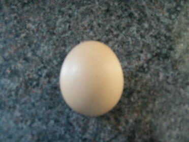 Bluebelles tweeny egg!