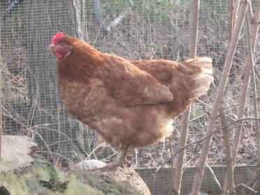 One of our battery chooks :)