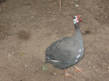 Betty the guinea fowl :)