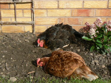 Maggie and Gerty having a dust bath!