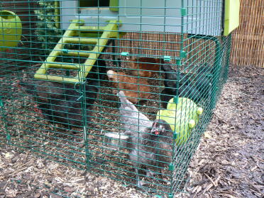 Our chooks...Henrietta the Bluebelle at the front and Kentucky the Speckledy under the ladder.