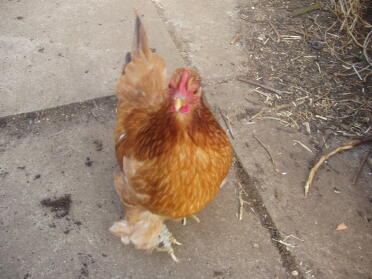 Burdock known as wild child taken just after laying her first egg, feathers by marc jacobs in his grunge period