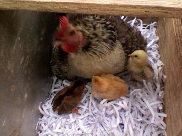 Loopy settling for the night with her 5 adopted week old chicks