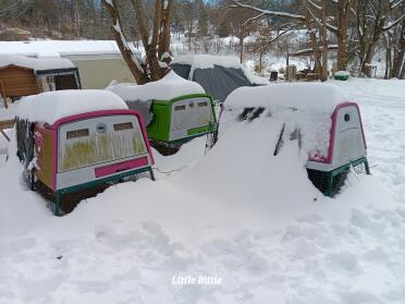 A foot of snow in TN