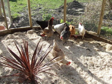 My hen pen