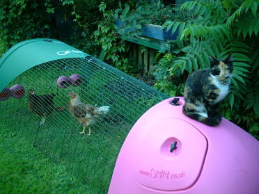 Pip loves the Eglu too!