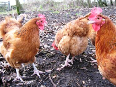 Woodland hens free ranging searching for worms