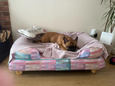 Belle loves her new bed!