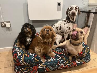 Settling in 