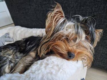 York shepherd terrier 