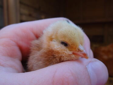 barbu d'uccle day old chick