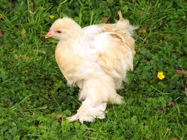 A very handsome pullet