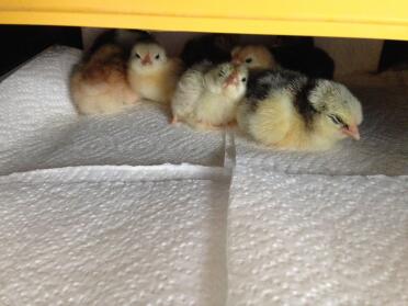 1day old chicks