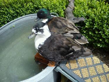 Ducks on their bath