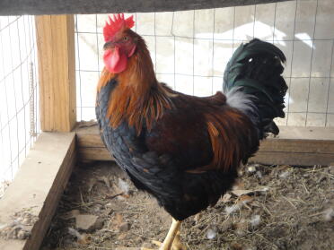 Welsummer rooster, 6 mos. old