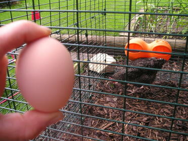 First Egg!! Three hours after they arrived! Clever Lulu!!