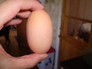 Trixies first egg