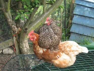I may not be top of the pecking order but I bigger than you so you can be a cushion for me!