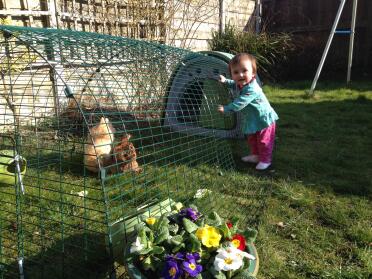 Our new Pekins with our 10 month old daughter lucy