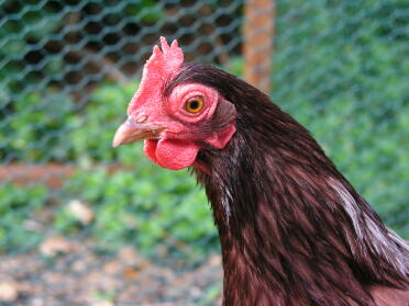 Our Rhode Island Red