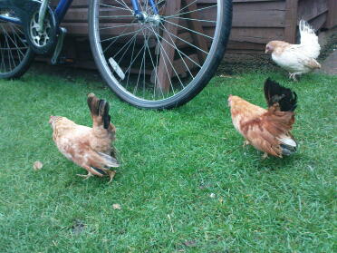 Three chickens in garden looking for worms