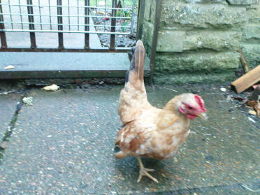 Chicken in garden