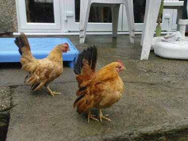 Two chickens sitting outside house