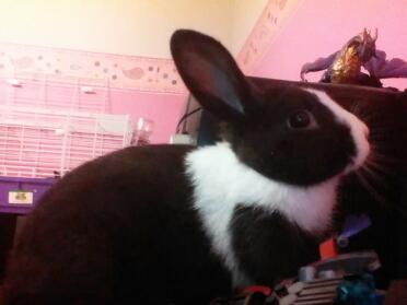 Oreo the dutch rabbit
