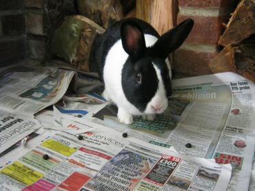 septimus, our dutch rabbit buck, enjoying himslef in the kitchen