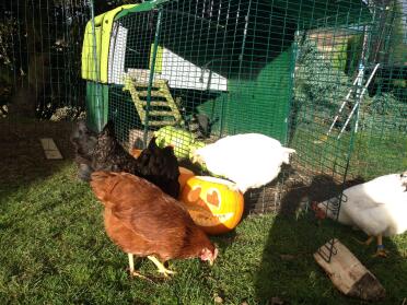Chickens loving their new feeders!