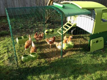 Our ex battery hens 1 week after being rescued rotavating the lawn!