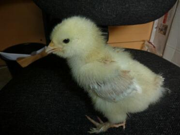Smartie at 2 weeks