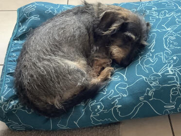 Frieda feels comfortable on the new cushion